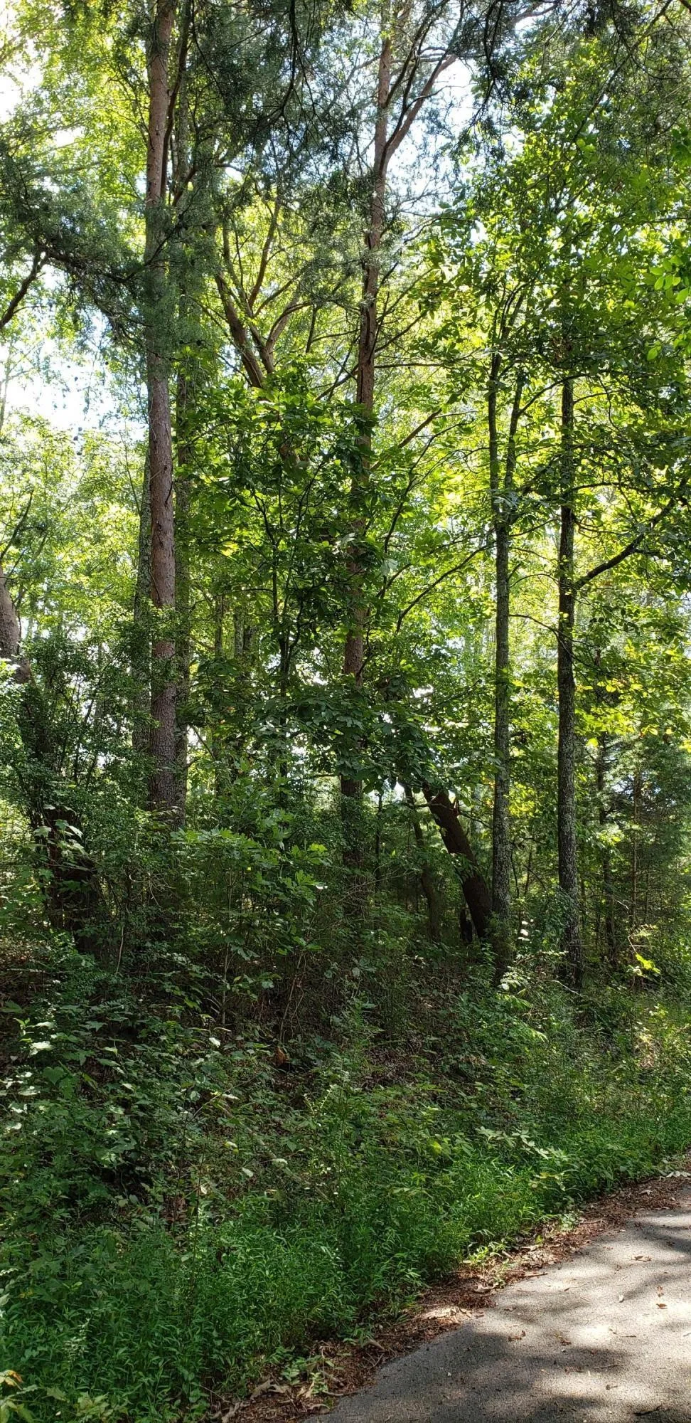 0 Treeline Drive Dunlap, TN 37327