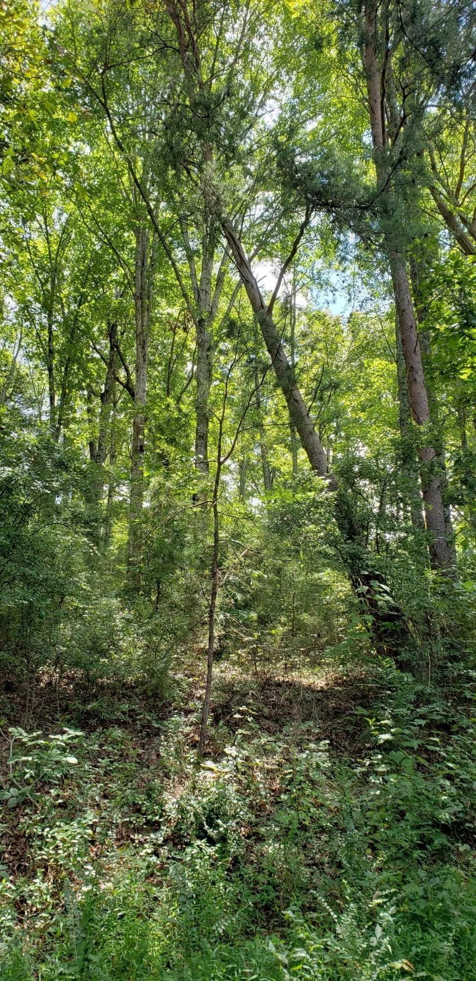 0 Treeline Drive Dunlap, TN 37327