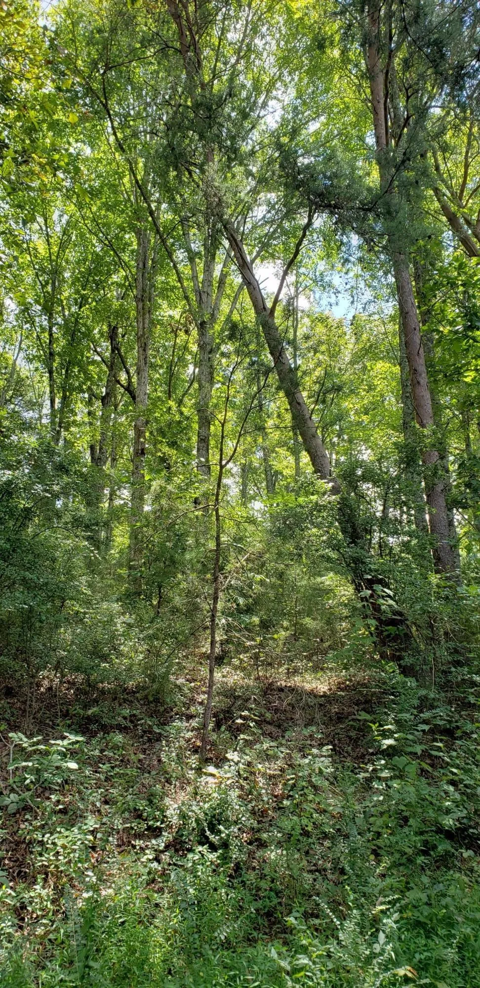 0 Treeline Drive Dunlap, TN 37327