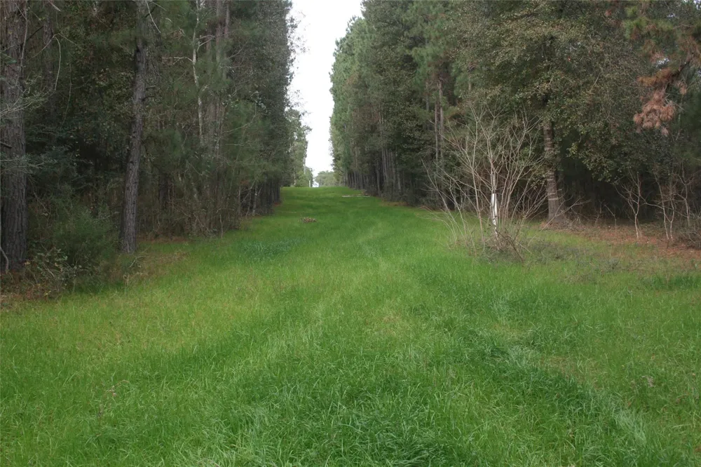 9000 County Road 355 Plantersville, TX 77363