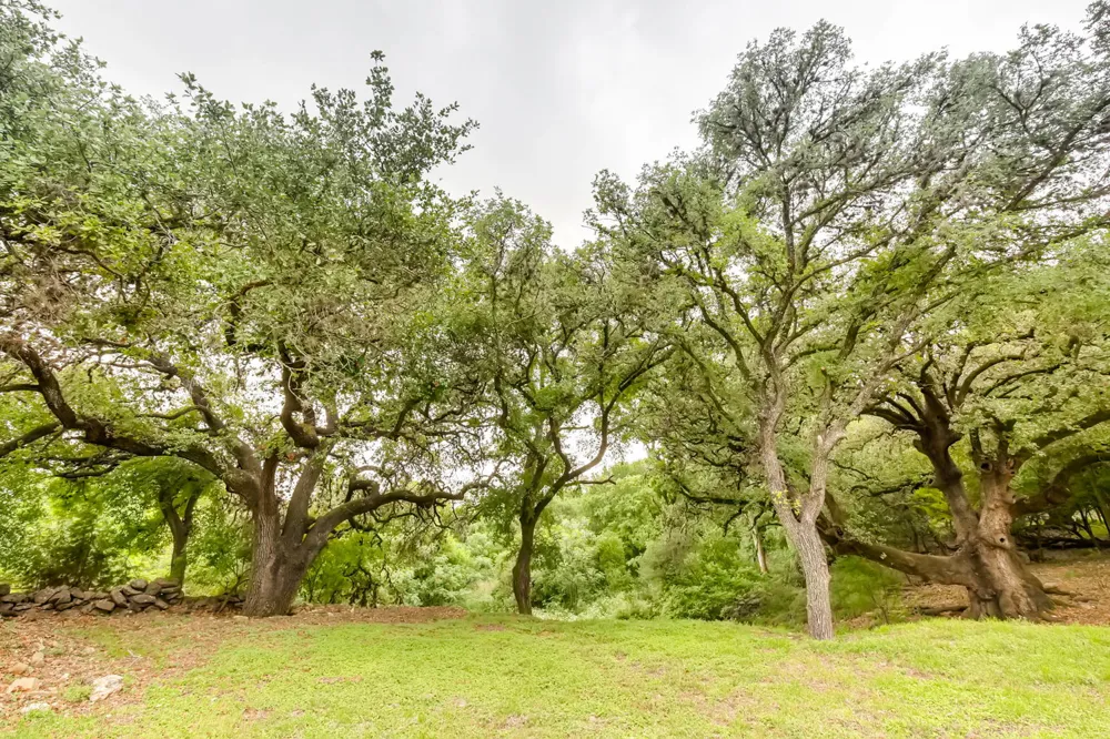 1390 Ervendberg New Braunfels, TX 78130