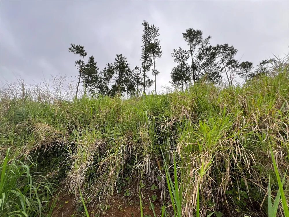 KM 0.2 INT Bo. Helechal PR 152 Barranquitas, PR 00794