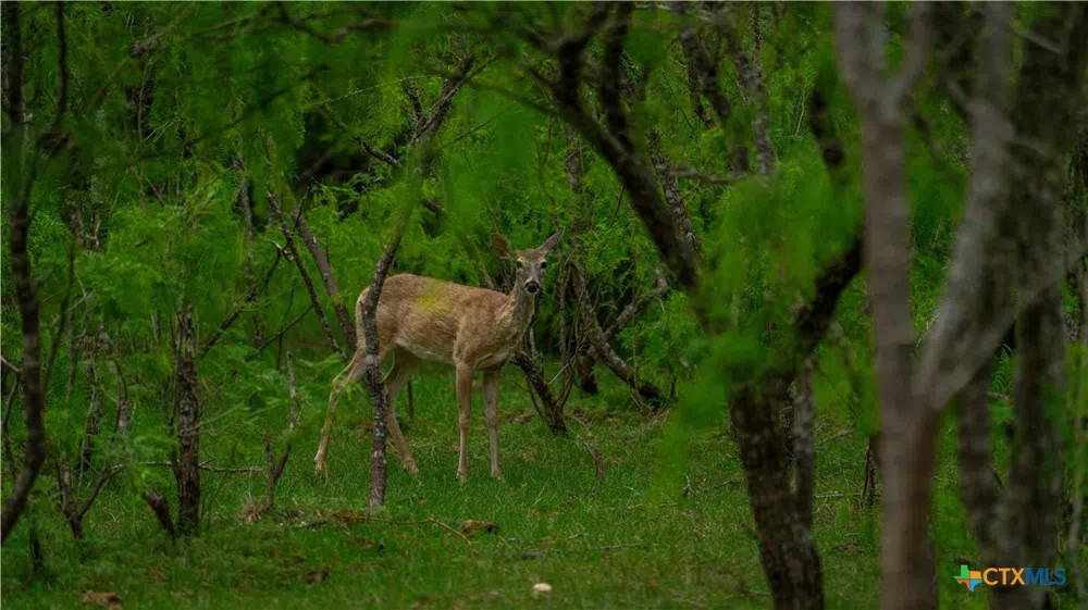 County Road 404 Floresville, TX 78114