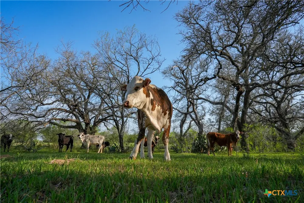 County Road 404 Floresville, TX 78114