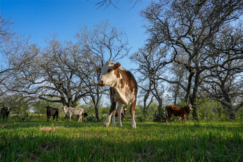 County Road 404 Floresville, TX 78114
