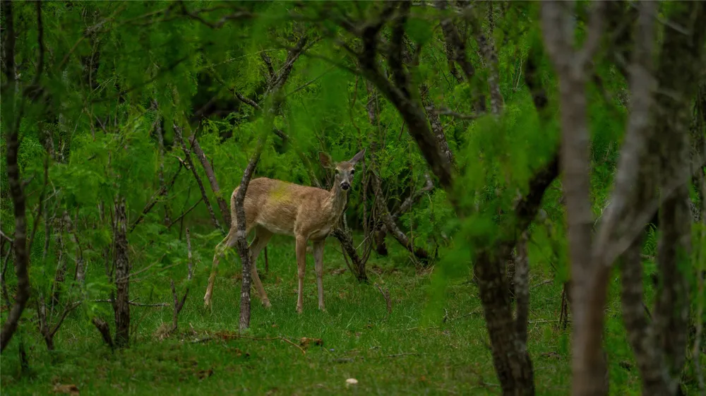 County Road 404 Floresville, TX 78114