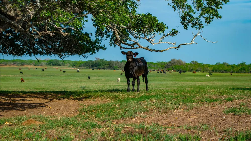 County Road 404 Floresville, TX 78114