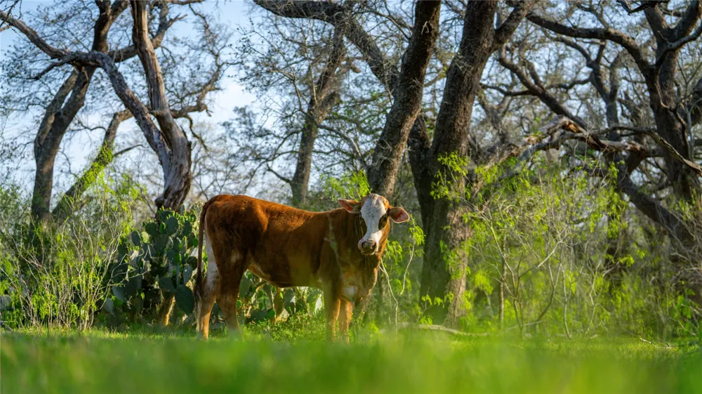 County Road 404 Floresville, TX 78114