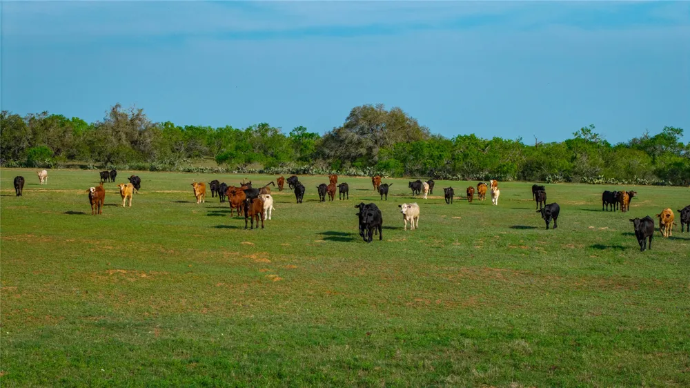 County Road 404 Floresville, TX 78114