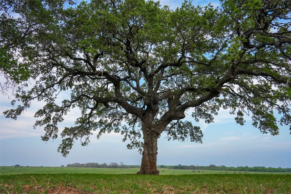 County Road 404 Floresville, TX 78114