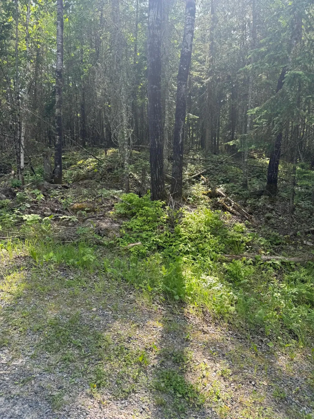 xx3.64 Gamma Road Kabetogama, MN 56669