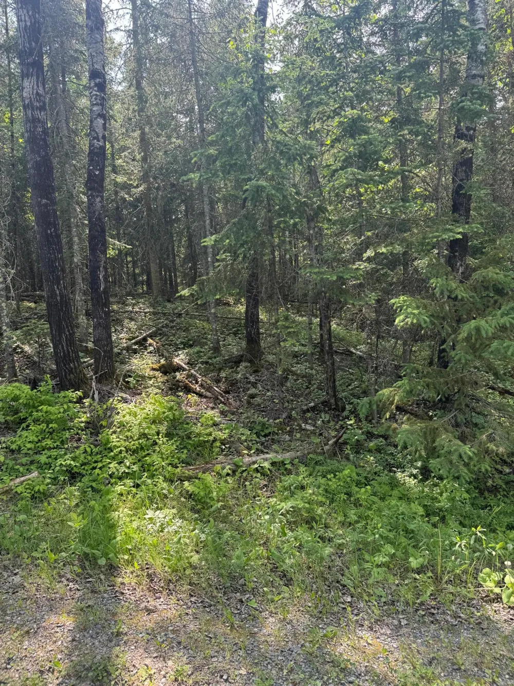 xx3.64 Gamma Road Kabetogama, MN 56669