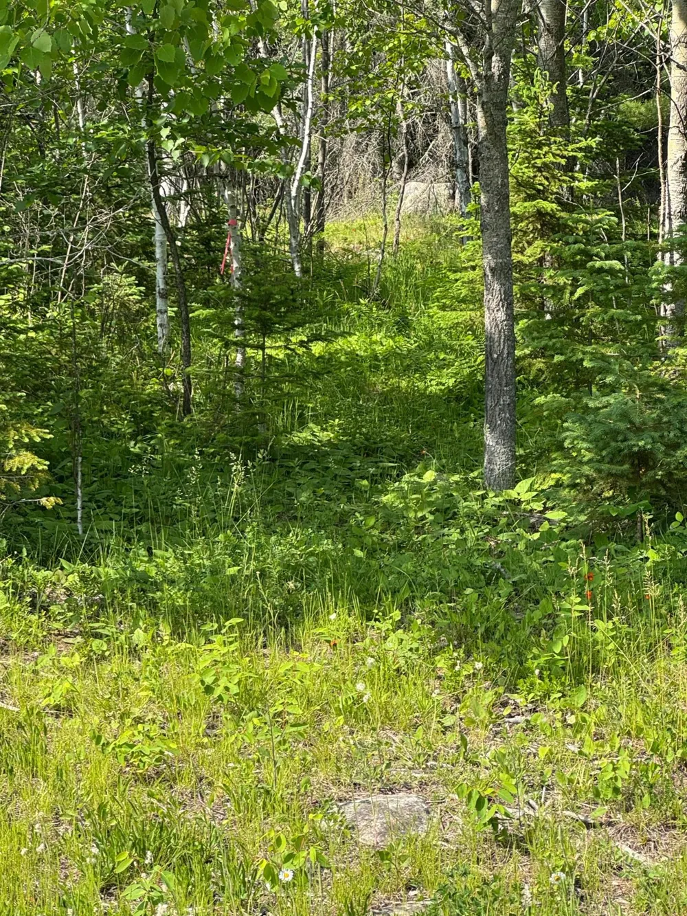 xx3.64 Gamma Road Kabetogama, MN 56669