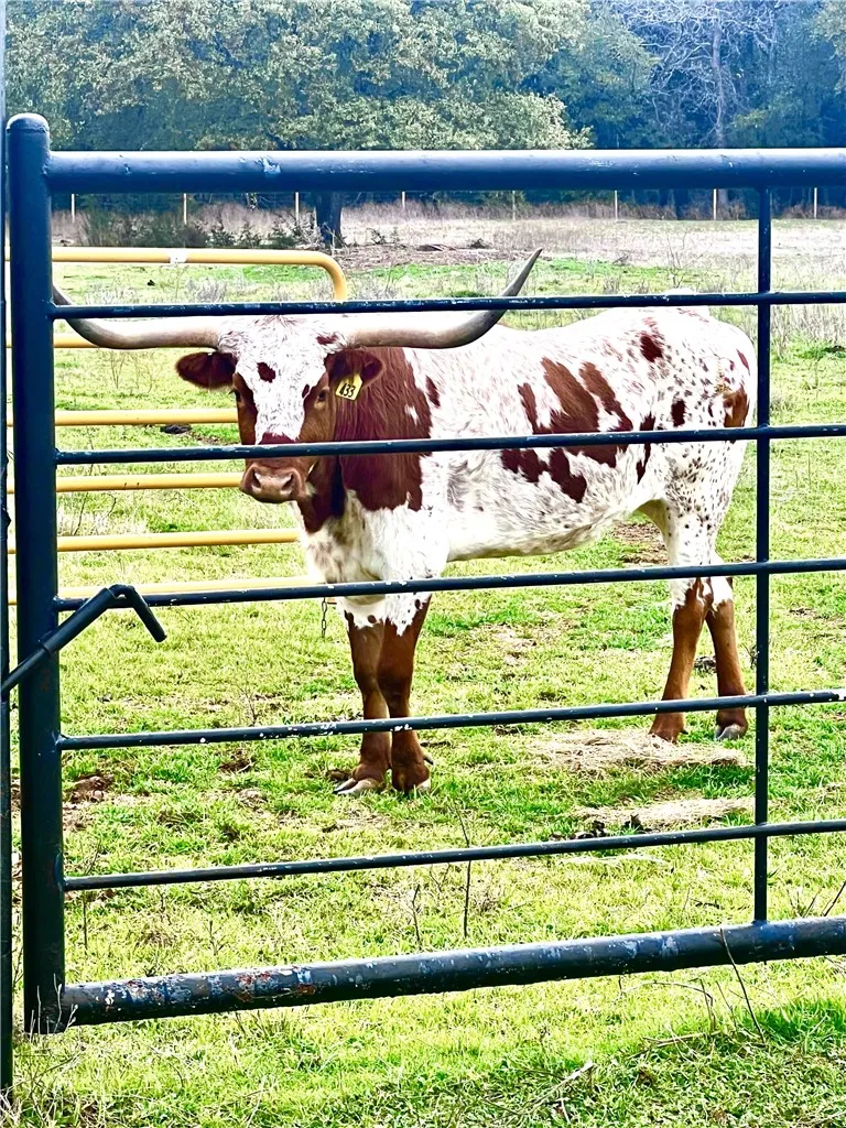 Sam Bass Road McGregor, TX 76657