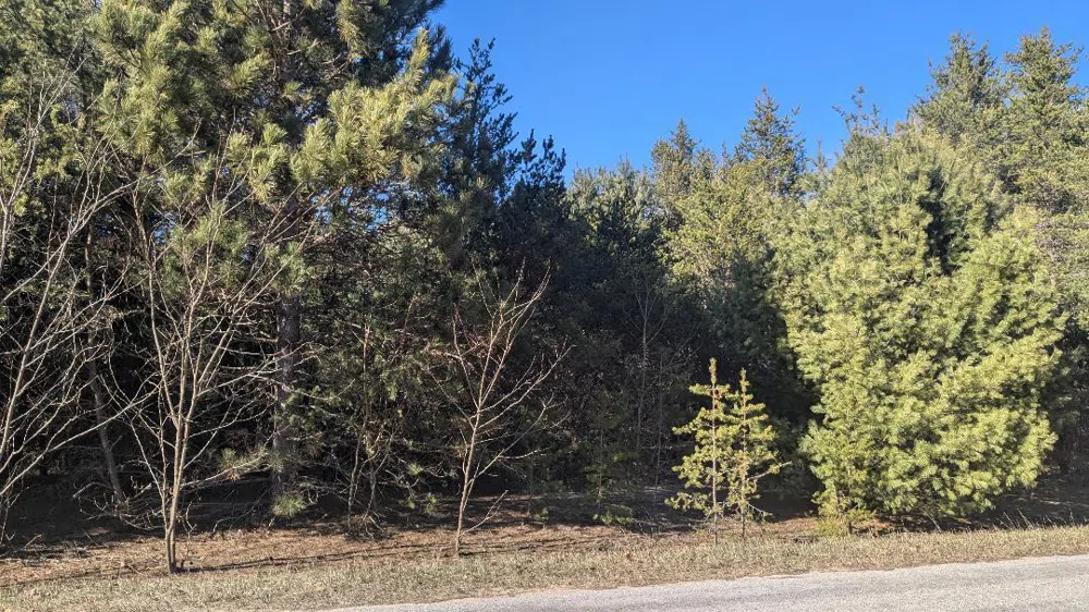Tenth Street Bear Lake, MI 49614