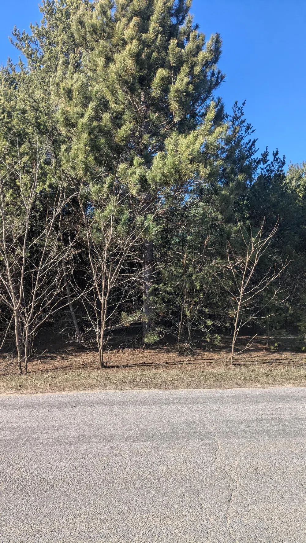 Tenth Street Bear Lake, MI 49614