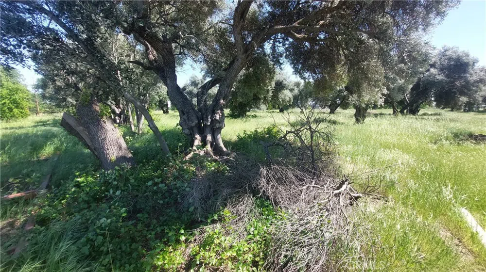 2915 S 99W Corning, CA 96021