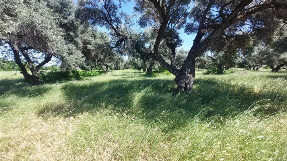 2915 S 99W Corning, CA 96021