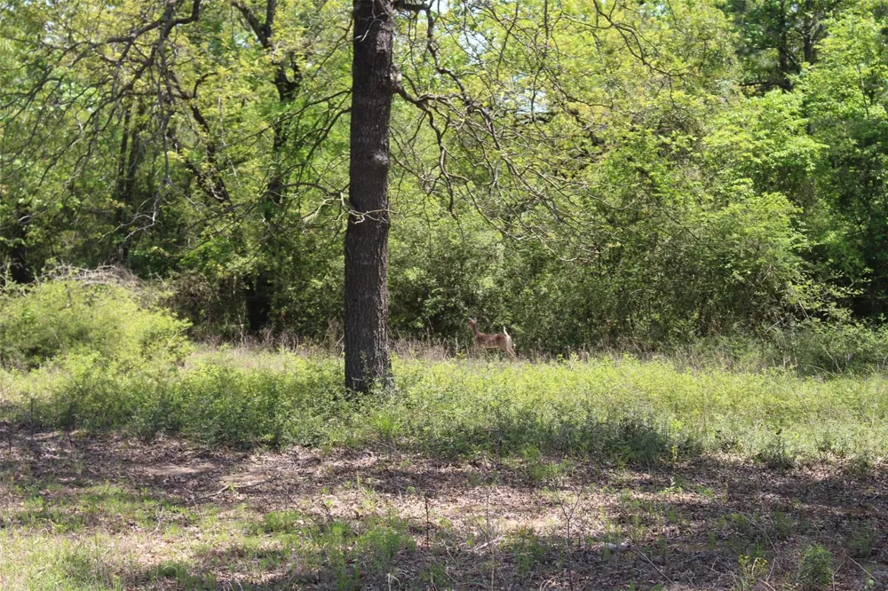 73 Private Road 1315 Centerville, TX 75833