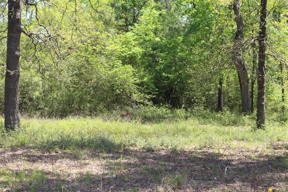 90 Private Road 1317 Centerville, TX 75833