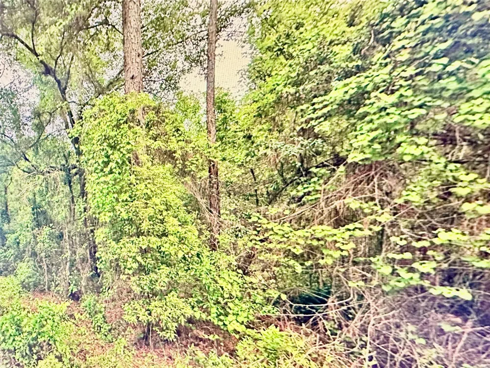 219 KINGSTON BOULEVARD Satsuma, FL 32189