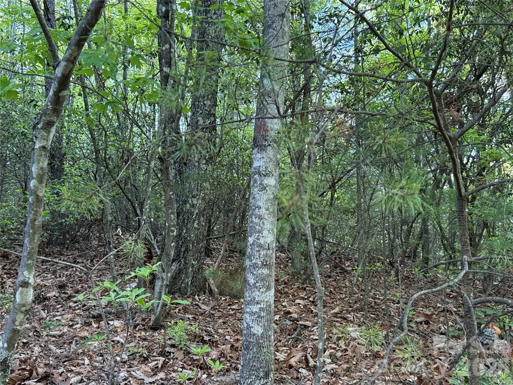 TBD Wolf Pen Road #27 Purlear, NC 28665