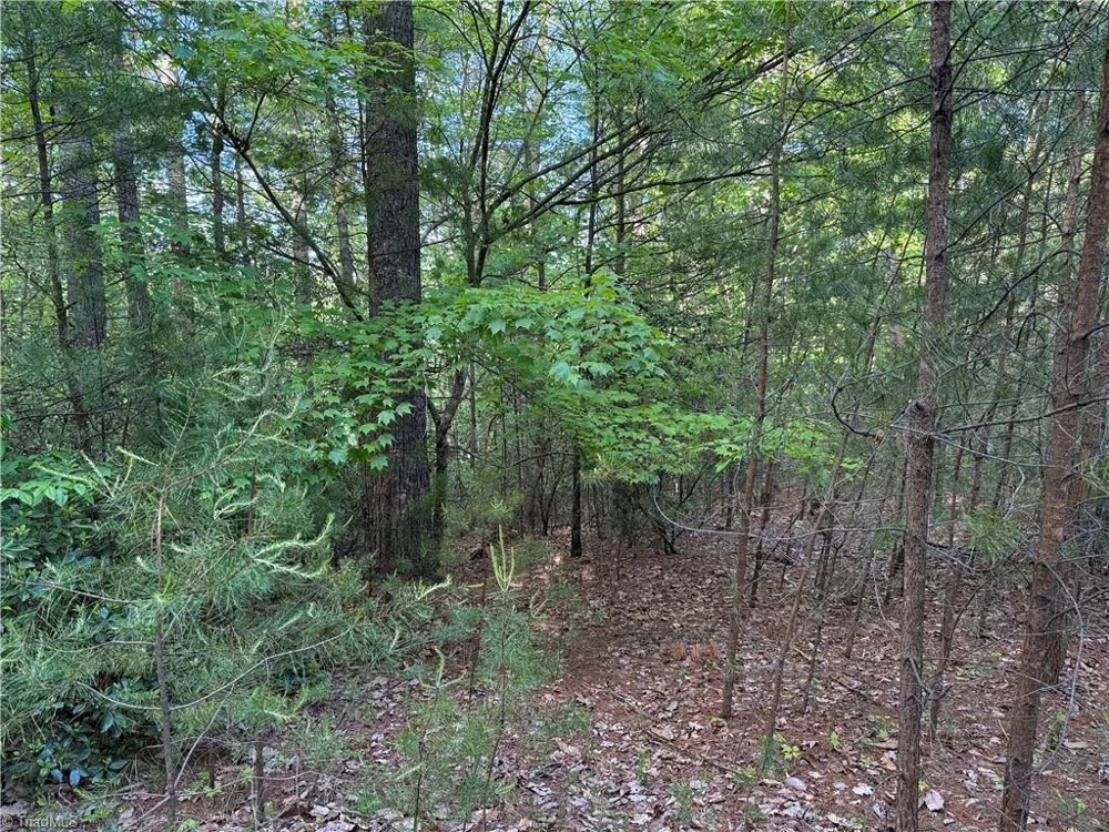Lot 27 Wolf Pen Road Purlear, NC 28665
