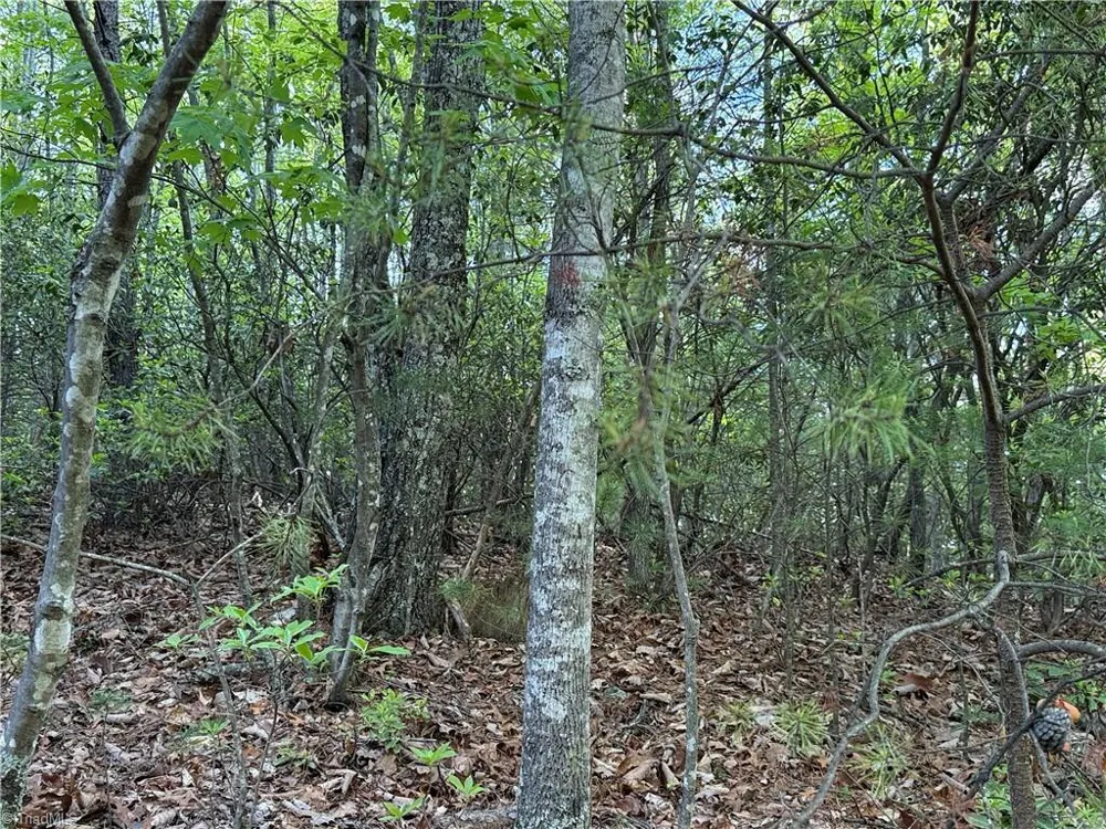 Lot 27 Wolf Pen Road Purlear, NC 28665