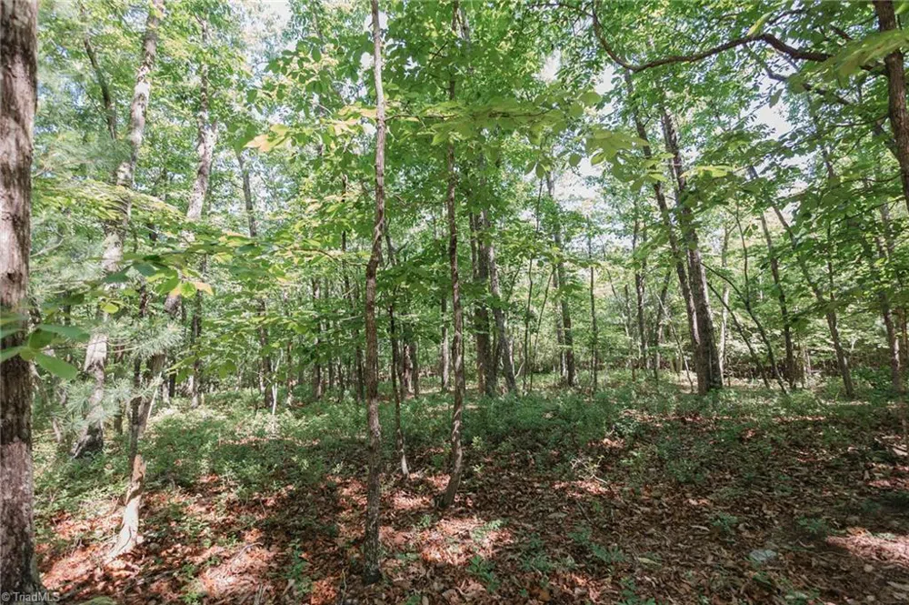 xx 44.93 Acres Stardust Trail Mount Airy, NC 27030