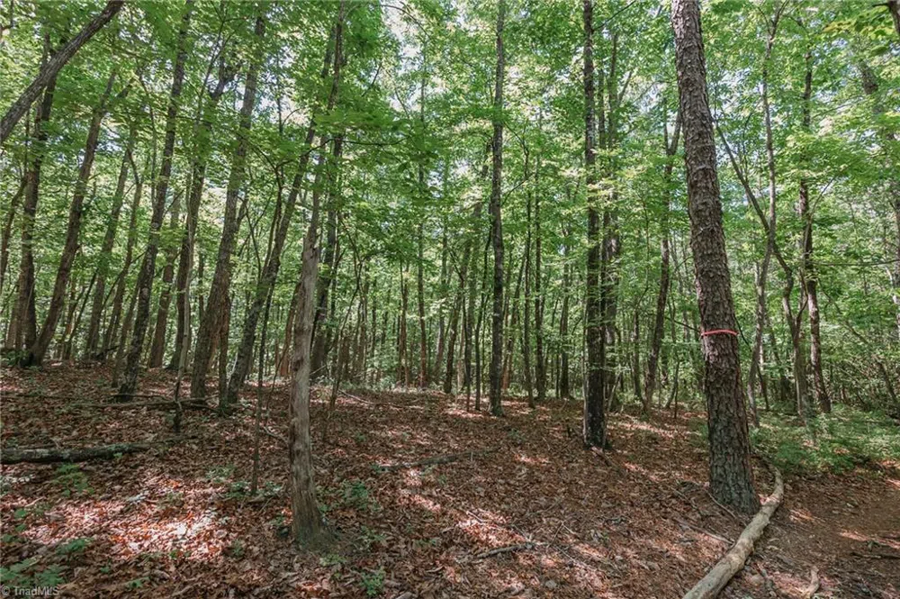 xx 44.93 Acres Stardust Trail Mount Airy, NC 27030