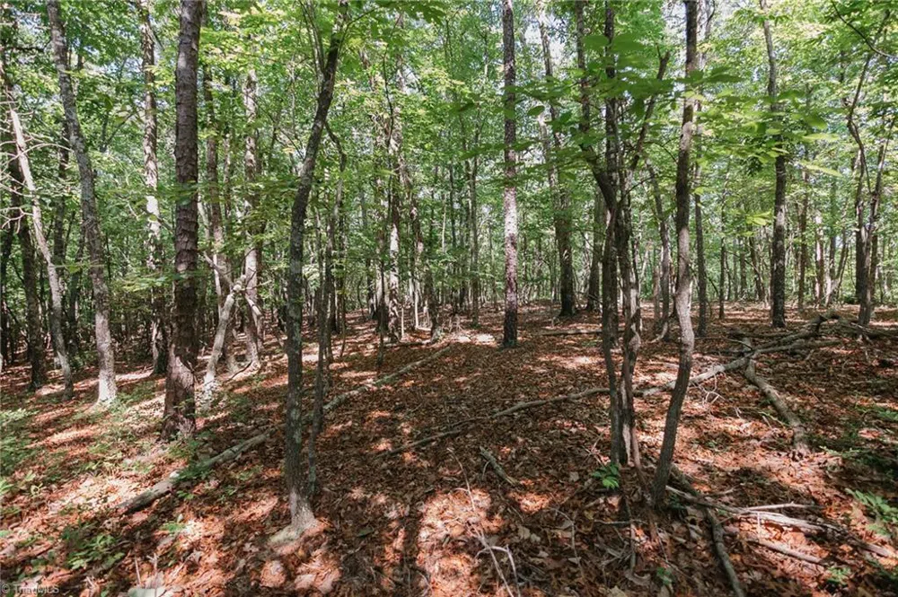 xx 44.93 Acres Stardust Trail Mount Airy, NC 27030