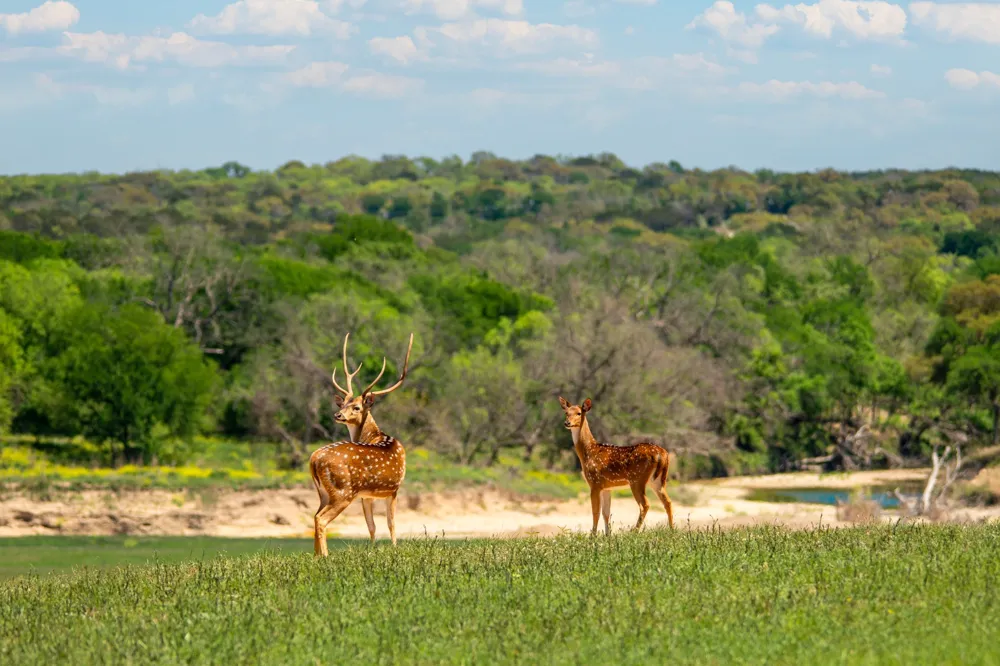 4503 FM 1715 Lampasas, TX 76550