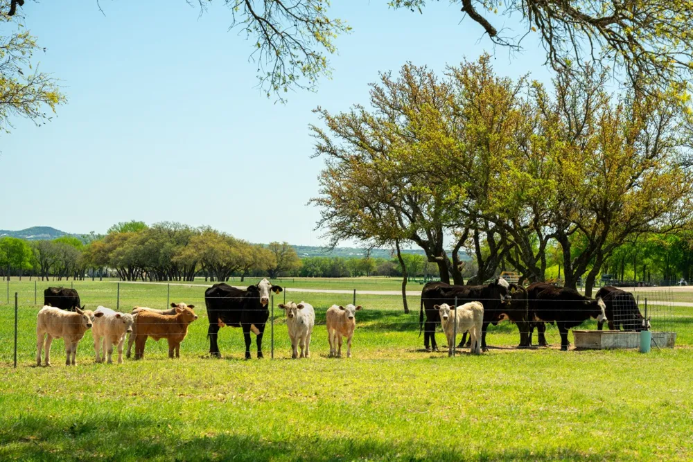 4503 FM 1715 Lampasas, TX 76550