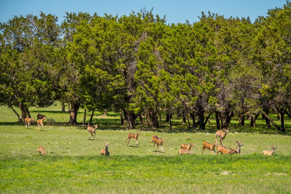 4503 FM 1715 Lampasas, TX 76550
