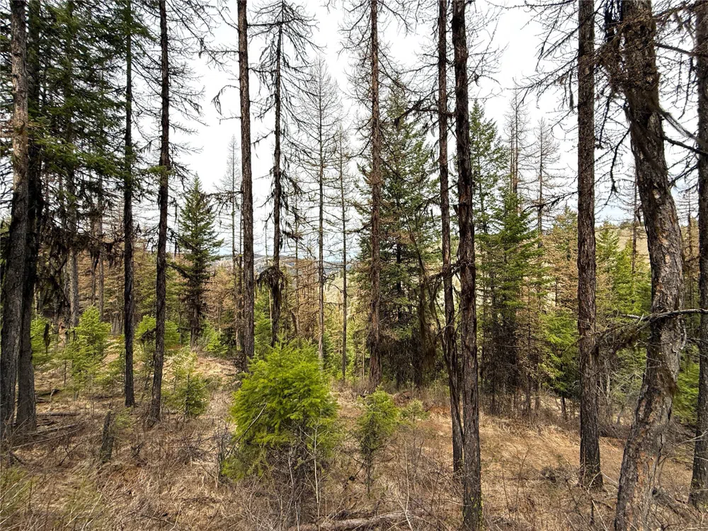 0 TBD Give Out Creek Road Wauconda, WA 98859