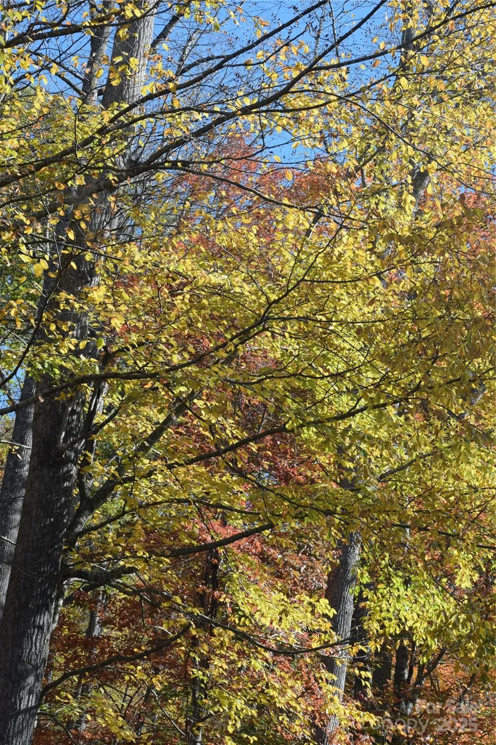 TBD Clear Creek Road Burnsville, NC 28714