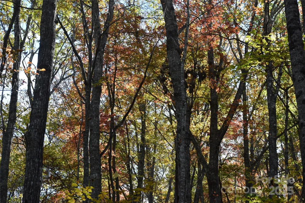 TBD Clear Creek Road Burnsville, NC 28714