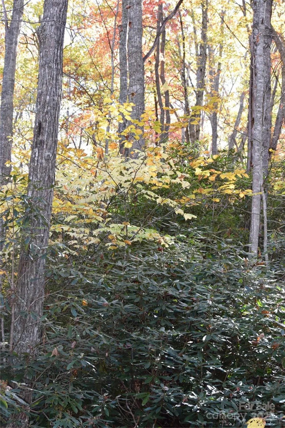 TBD Clear Creek Road Burnsville, NC 28714