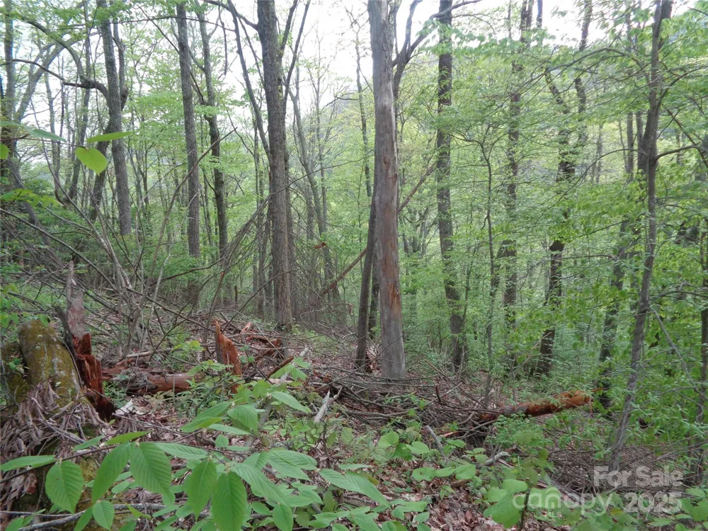 00 Promiseland Road Canton, NC 28716