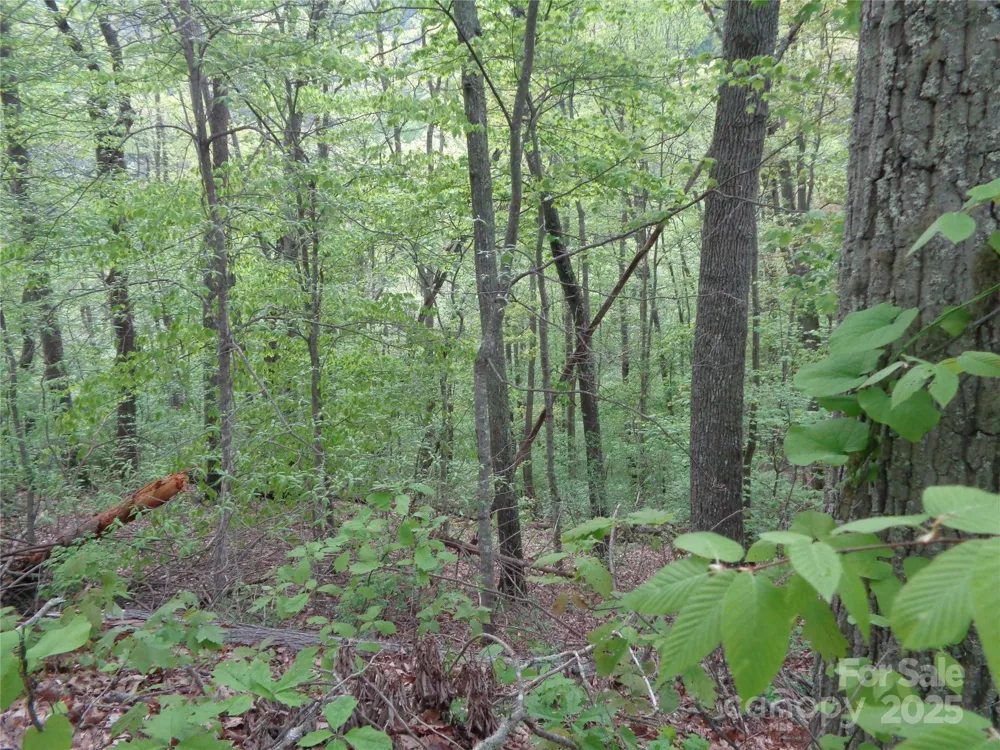 00 Promiseland Road Canton, NC 28716