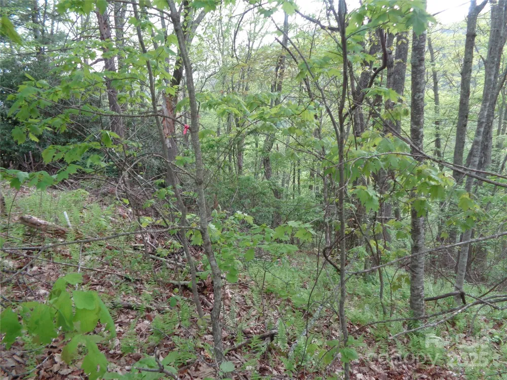 00 Promiseland Road Canton, NC 28716