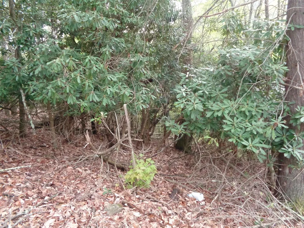 00 Promiseland Road Canton, NC 28716