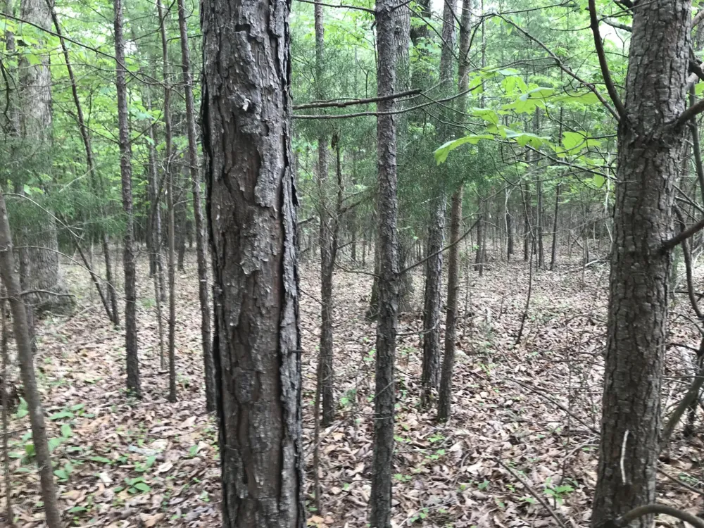 0 Bluffview Drive Dunlap, TN 37327