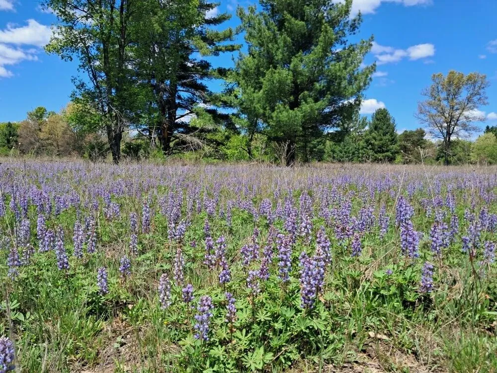 1001 Barberry Avenue