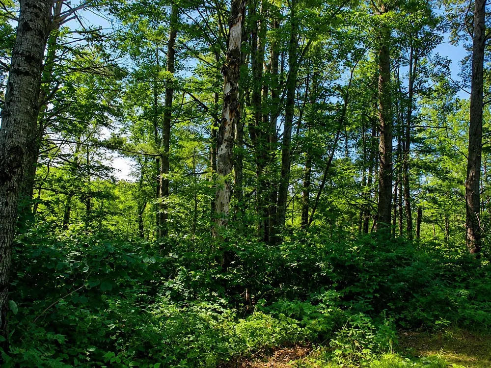 Lot 2 State Road 27/70 Couderay, WI 54828