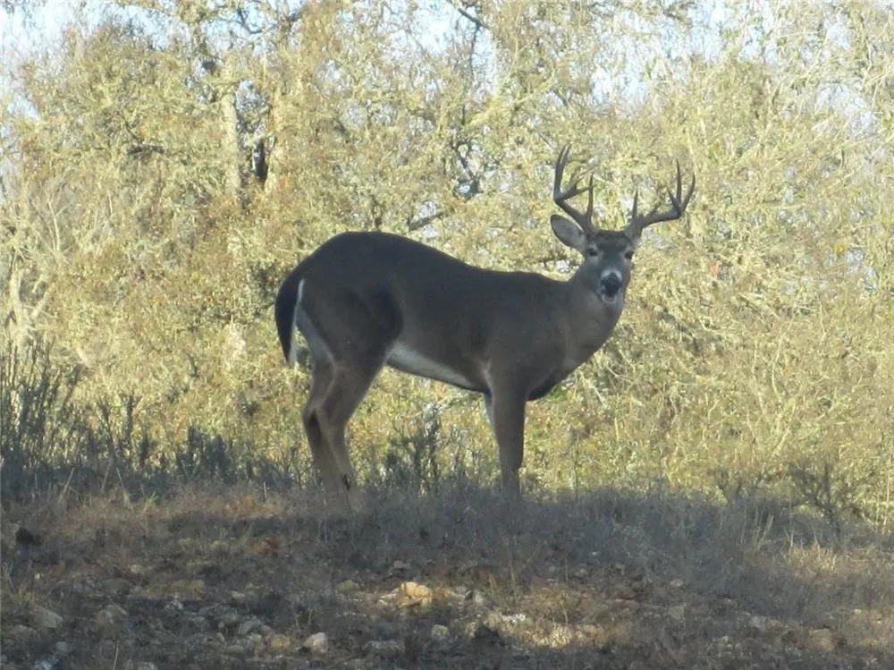144.45 acres Smithville, TX 78957