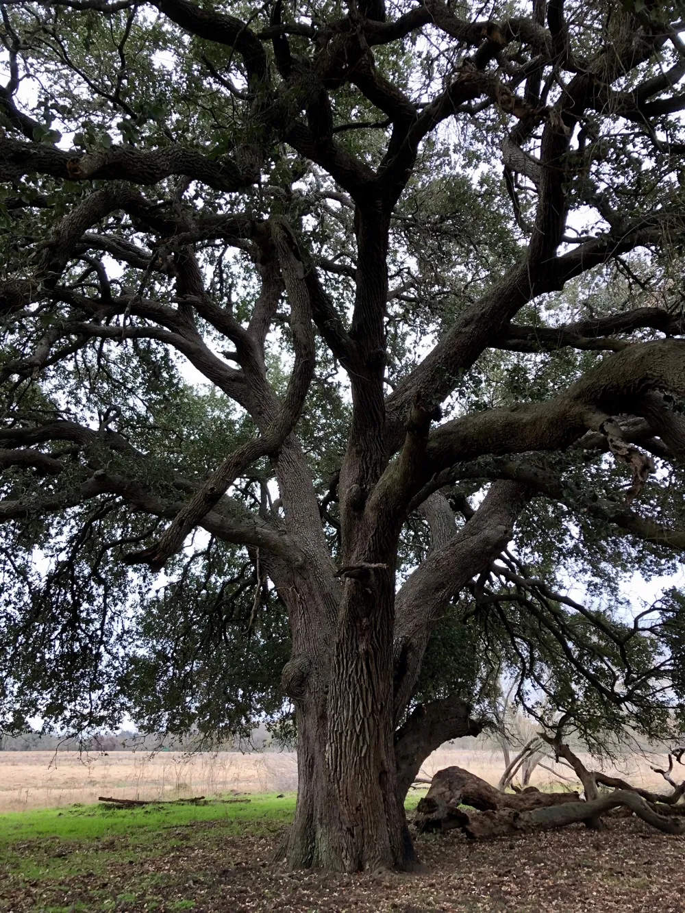 144.45 acres Smithville, TX 78957