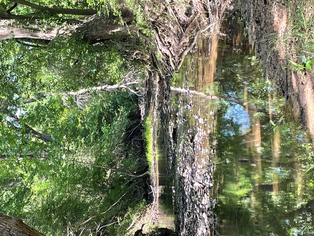144.45 acres Smithville, TX 78957