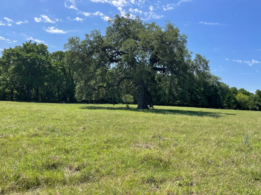 144.45 acres Smithville, TX 78957