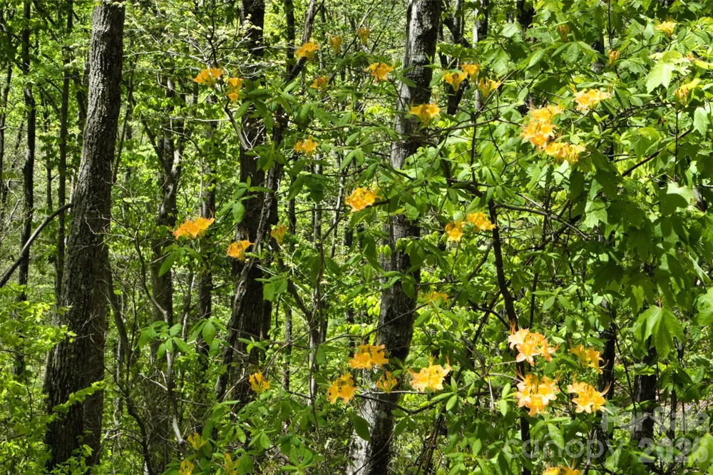 99999 Anderson Cove Road Barnardsville, NC 28709